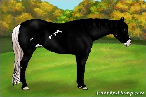 Horse Color:Liver Red Onyx Sabino Appaloosa 