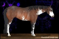 Horse Color:Bay Sabino Rabicano