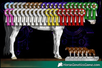 Horse Color:Black Sabino Rabicano 