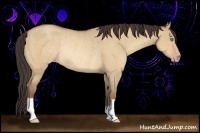 Horse Color:Amber Champagne Dun Rabicano 
