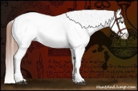 Horse Color:White Spotted Chestnut Ice Sabino Appaloosa 