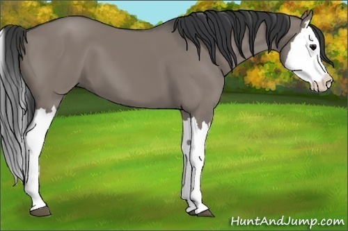 Horse Color:Grullo Splash 
