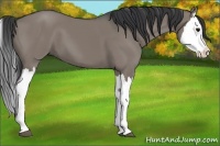 Horse Color:Grullo Splash