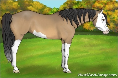 Horse Color:Buckskin Dun Splash