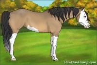 Horse Color:Buckskin Dun Splash 