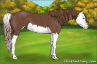 Horse Color:Chestnut Sabino Splash 