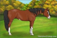 Horse Color:Bay Sabino 