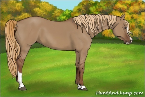 Horse Color:Red Dun Sabino