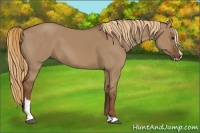Horse Color:Red Dun Sabino
