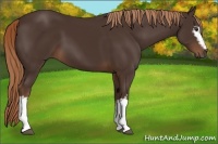 Horse Color:White Spotted Liver Chestnut 