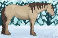 Horse Color:Classic Champagne Dun