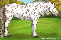 Horse Color:Liver Red Dun Appaloosa 