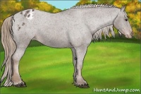 Horse Color:Liver Chestnut Appaloosa 