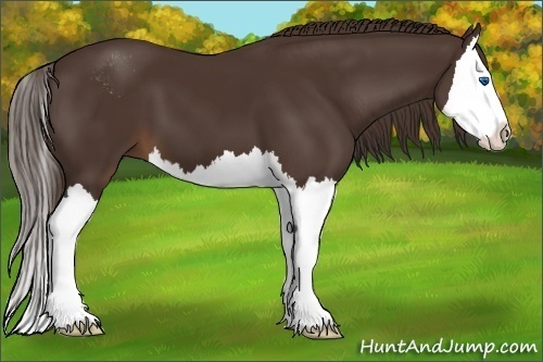 Horse Color:Liver Chestnut Sabino Splash