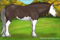 Horse Color:Liver Chestnut Sabino Splash