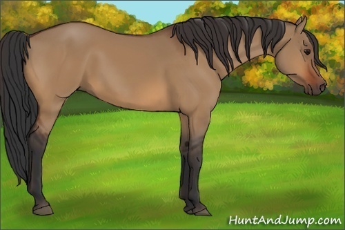 Horse Color:Bay Dun 