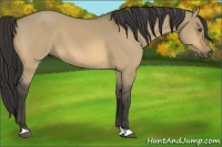 Horse Color:Buckskin Dun 