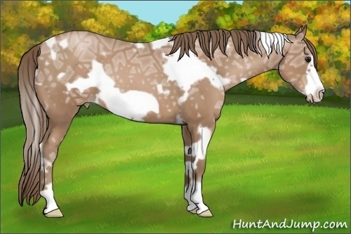 Horse Color:White Spotted Black Ice Pearl Frame 