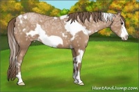 Horse Color:White Spotted Black Ice Pearl Frame
