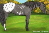 Horse Color:Grullo Appaloosa