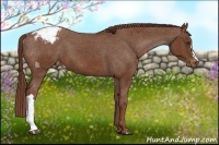 Horse Color:Chestnut Appaloosa