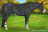 Horse Color:Black Sabino 