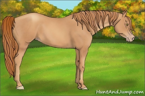 Horse Color:Gold Champagne 