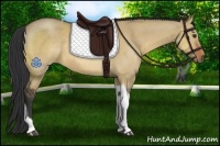 Horse Color:Bay Dun Tobiano Rabicano