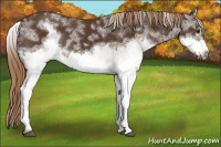 Horse Color:White Spotted Liver Chestnut Frame