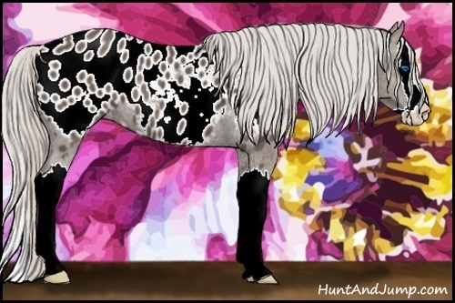 Horse Color:Silver Black Sabino Splash Appaloosa Rabicano 