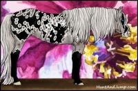 Horse Color:Silver Black Sabino Splash Appaloosa Rabicano 