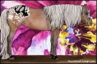 Horse Color:Silver Bay Appaloosa