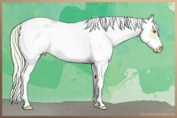 Horse Color:Watercolor White Spotted Silver Amber Champagne Ice Tobiano Frame Rabicano 