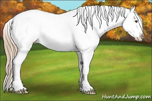 Horse Color:Liver Chestnut Pearl Frame Appaloosa 