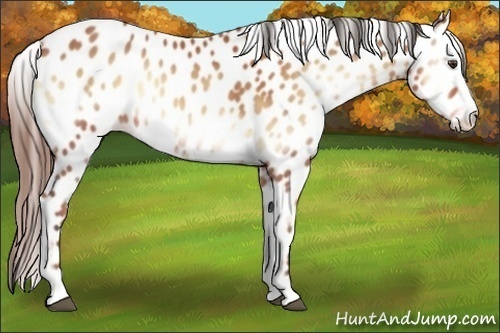 Horse Color:Buckskin Onyx Appaloosa 