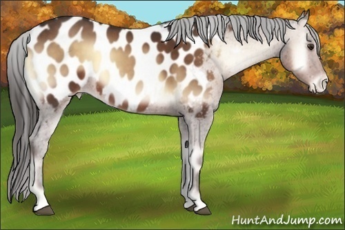 Horse Color:Liver Red Onyx Appaloosa 