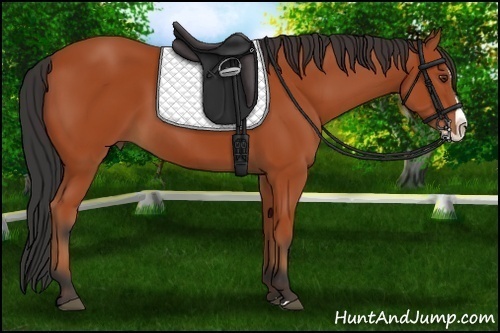 Horse Color:Bay Splash