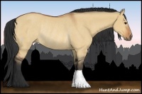 Horse Color:Bay Dun Rabicano 