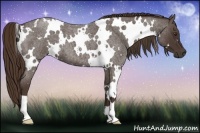 Horse Color:White Spotted Liver Red Roan 