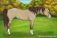 Horse Color:Liver Red Dun Roan Splash