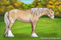 Horse Color:White Spotted Silver Classic Champagne Sabino