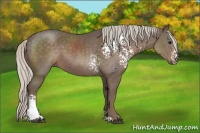 Horse Color:White Spotted Silver Black Sabino