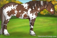 Horse Color:White Spotted Liver Chestnut 