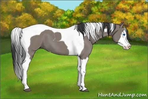 Horse Color:Grullo Splash Tobiano