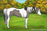 Horse Color:Grullo Splash Tobiano 