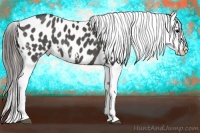 Horse Color:White Spotted Black Appaloosa