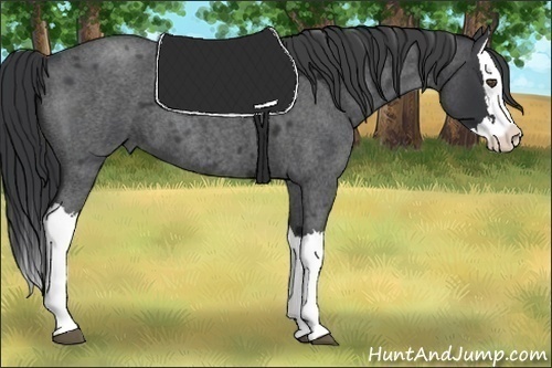 Horse Color:Blue Roan Splash