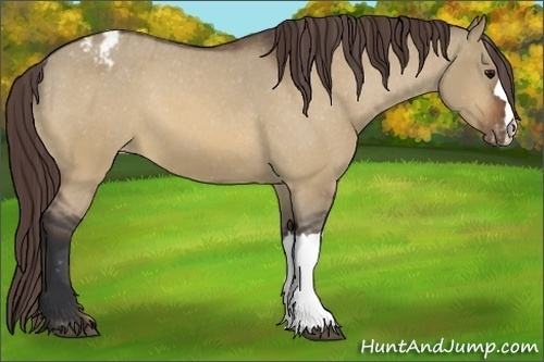 Horse Color:Bay Dun Appaloosa 