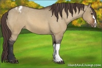 Horse Color:Bay Dun Appaloosa 