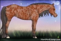 Horse Color:Bay Appaloosa 